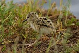 Black-winged Stilt