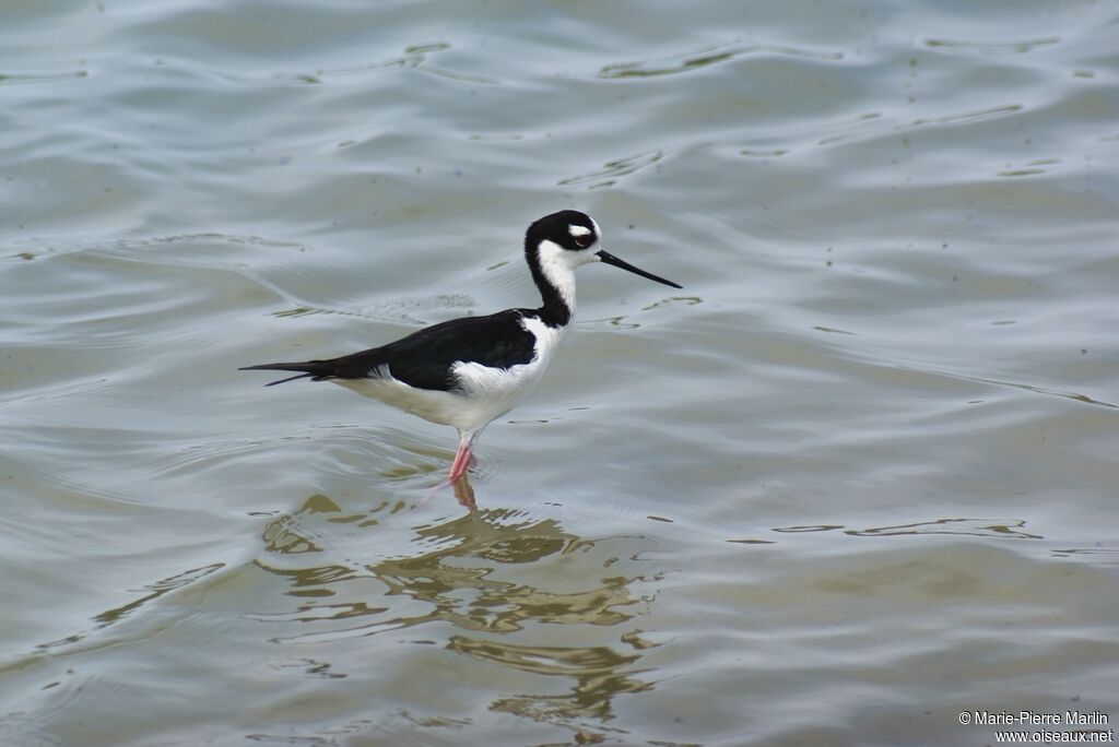 Black-necked Stilt male adult