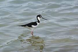 Black-necked Stilt