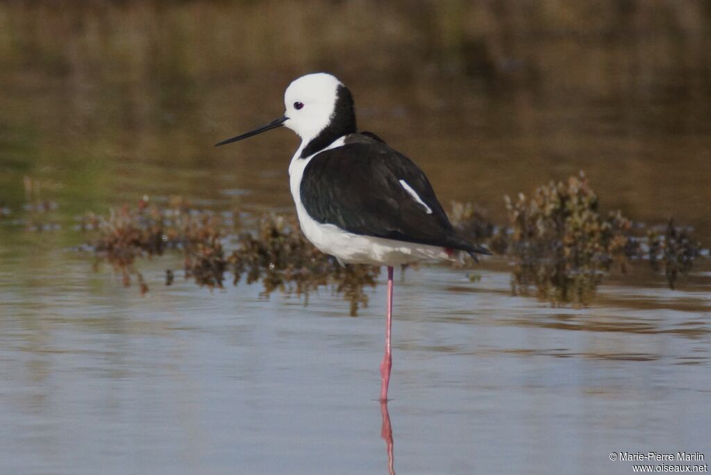 Pied Stiltadult