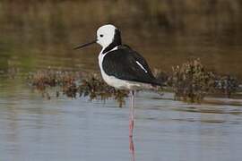 Pied Stilt