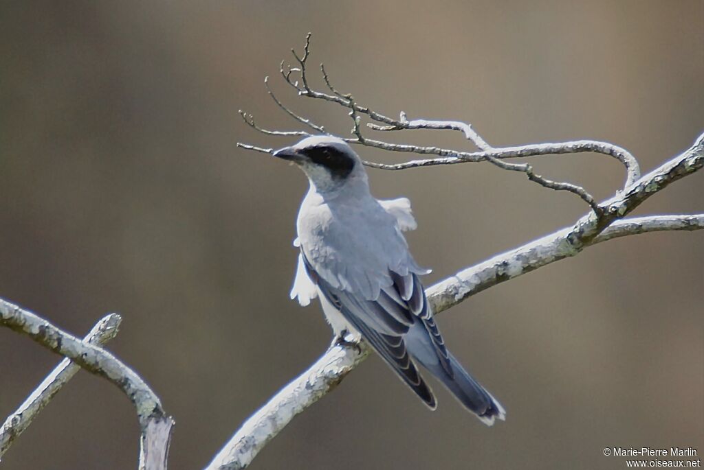 Black-faced Cuckooshrike