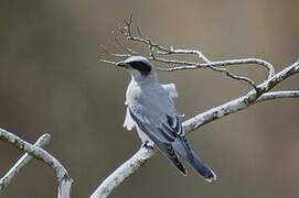 Black-faced Cuckooshrike