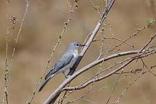 Échenilleur à ventre blanc