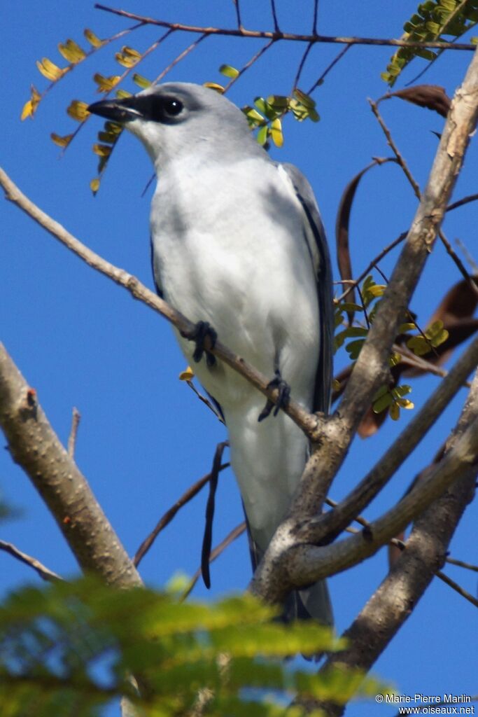 White-bellied Cuckooshrikeadult