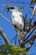 White-bellied Cuckooshrike