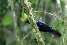 Petit's Cuckooshrike