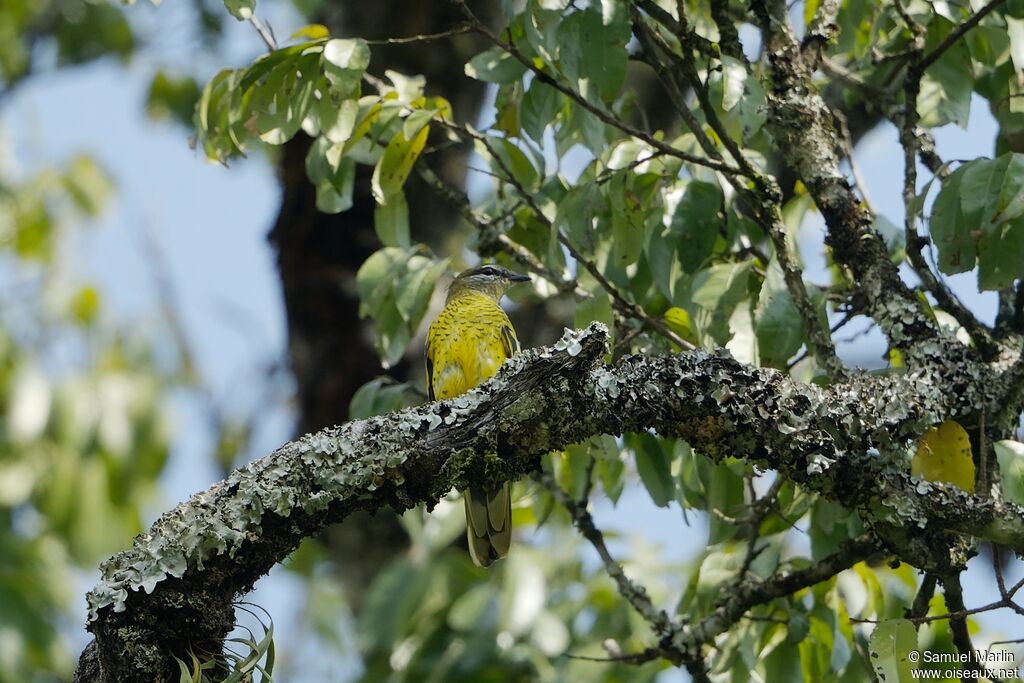 Petit's Cuckooshrike female adult