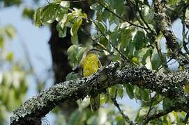 Petit's Cuckooshrike