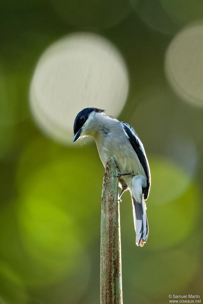 Bar-winged Flycatcher-shrikeadult