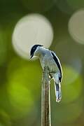 Bar-winged Flycatcher-shrike