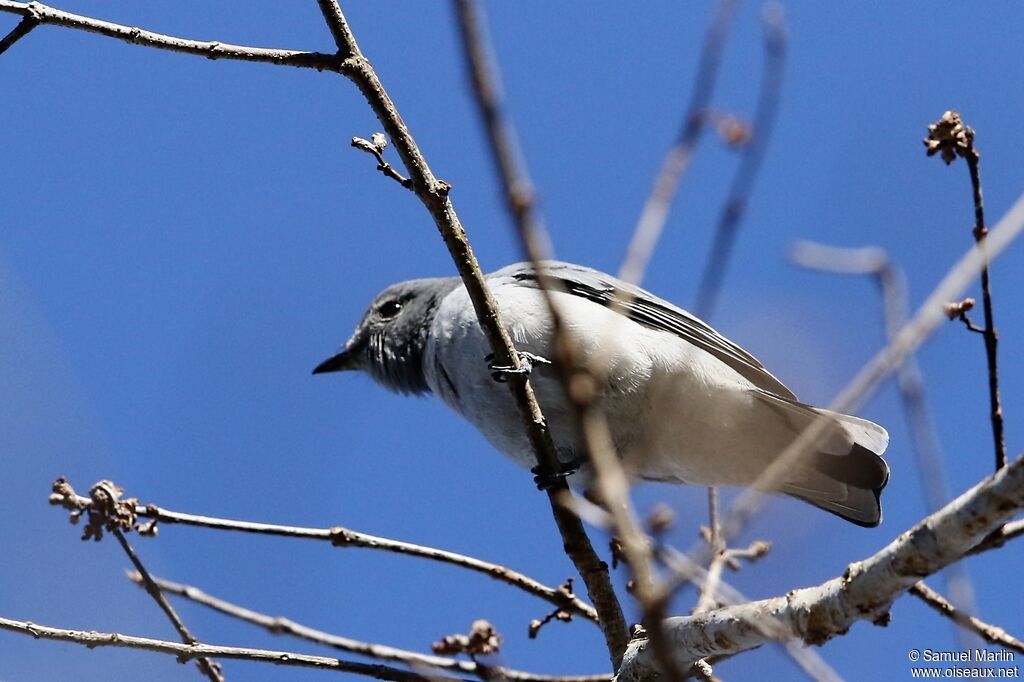 Madagascar Cuckooshrike