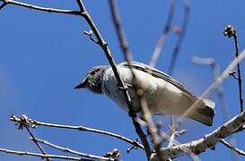 Madagascan Cuckooshrike