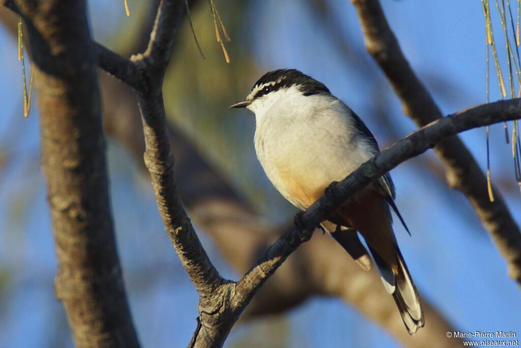 Varied Triller male adult