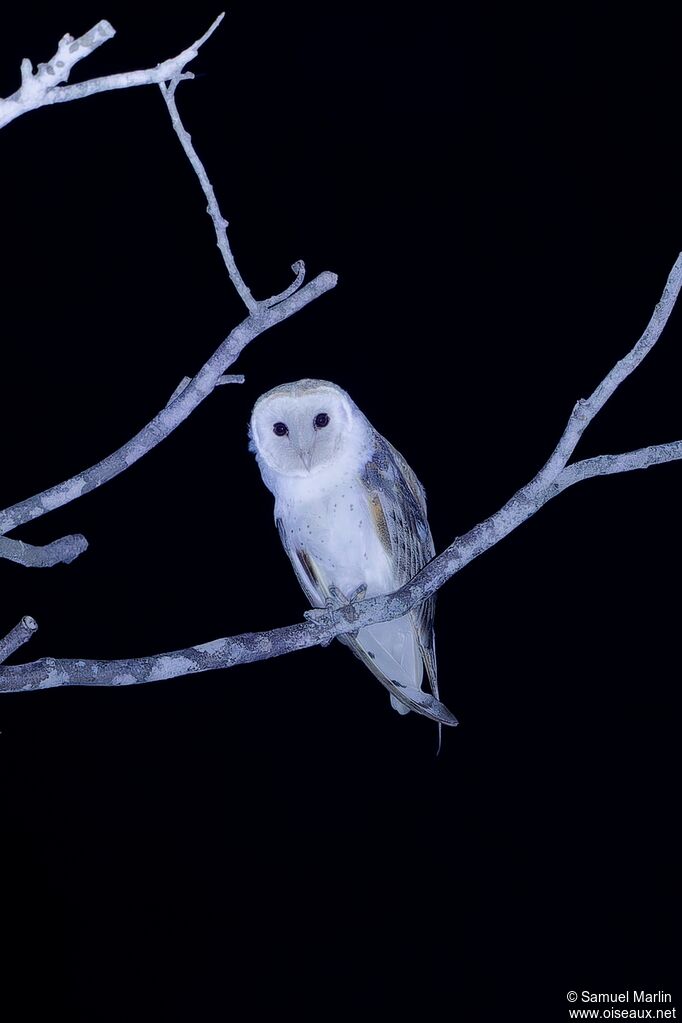 American Barn Owl
