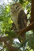 Western Barn Owl