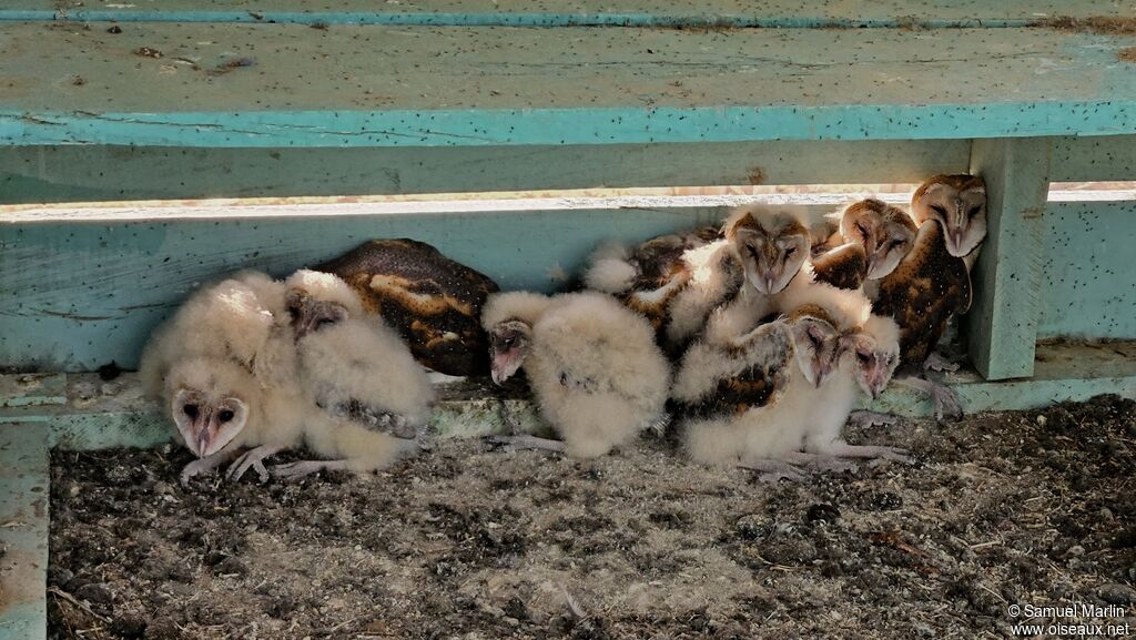 Western Barn Owl female Poussin