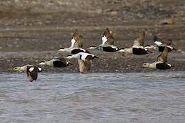 Common Eider