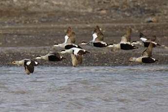 Eider à duvet