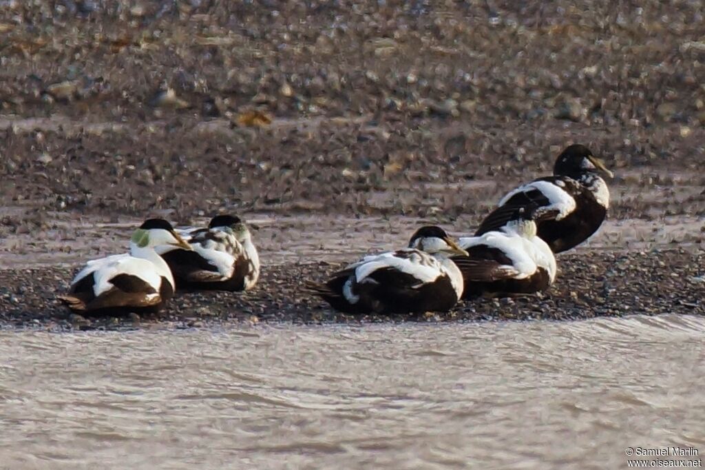 Eider à duvet mâle adulte