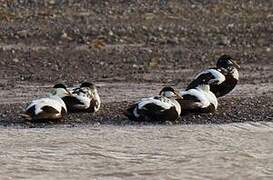 Common Eider