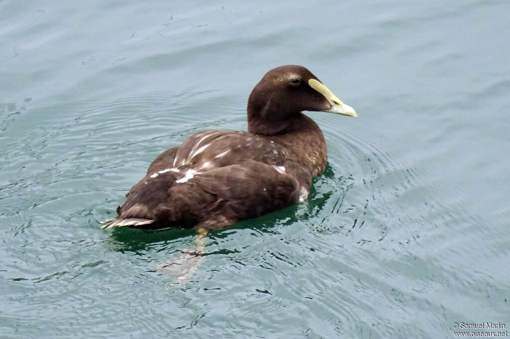 Eider à duvet mâle