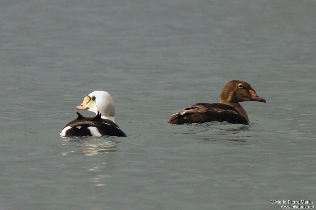 Eider à tête griseadulte nuptial