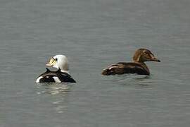 Eider à tête grise