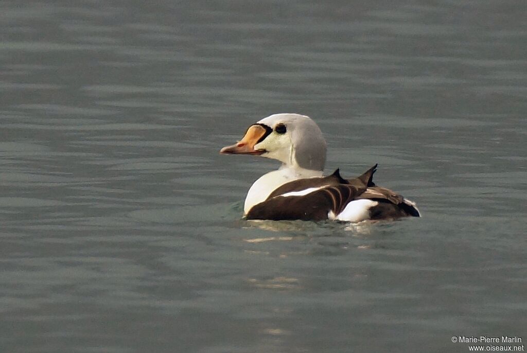 Eider à tête griseadulte