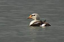 Eider à tête grise