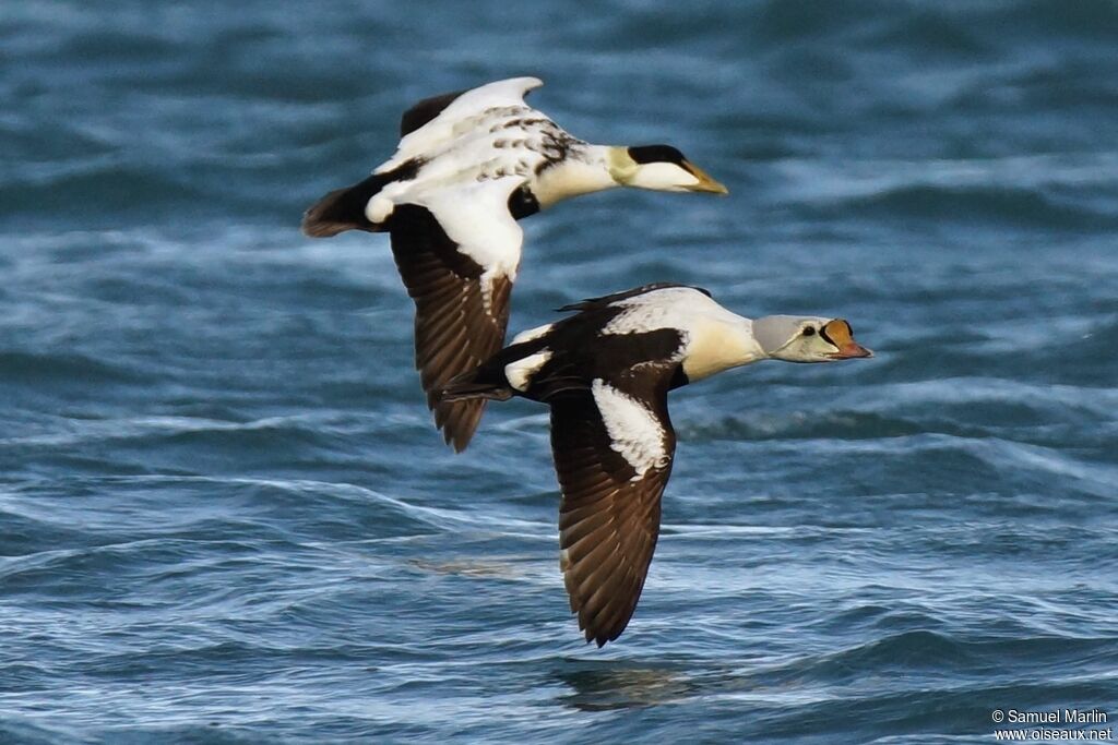 Eider à tête griseadulte, Vol