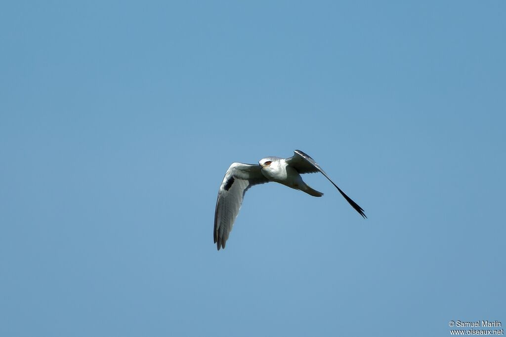 White-tailed Kiteadult, Flight