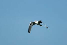 White-tailed Kite