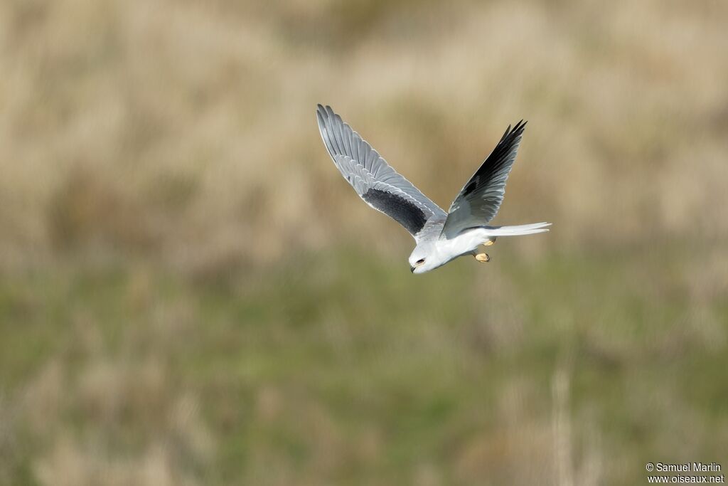 White-tailed Kiteadult, Flight