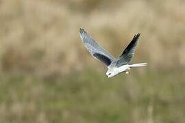 White-tailed Kite