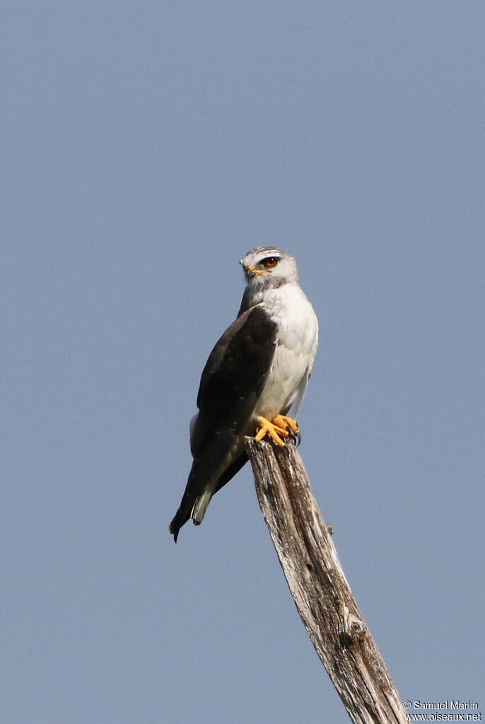 Black-winged Kite male adult