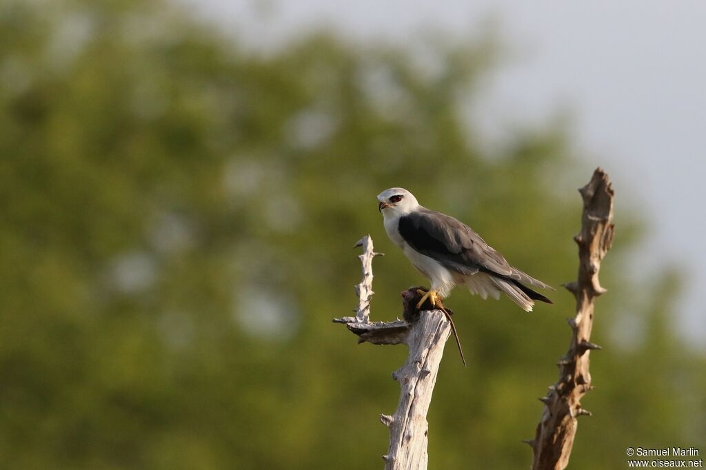 Black-winged Kite