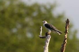 Black-winged Kite