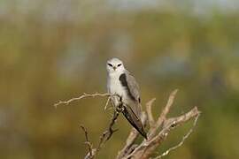 Black-winged Kite