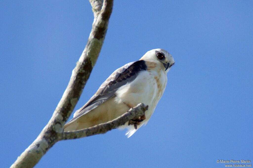 Black-shouldered Kiteadult