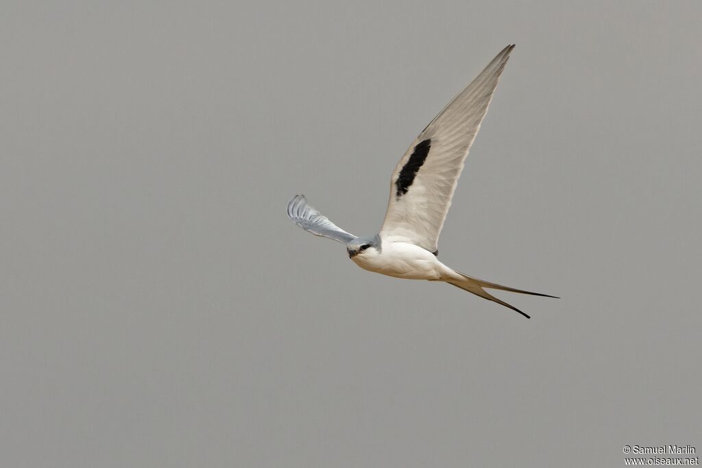 Scissor-tailed Kiteadult