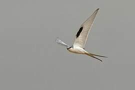 Scissor-tailed Kite