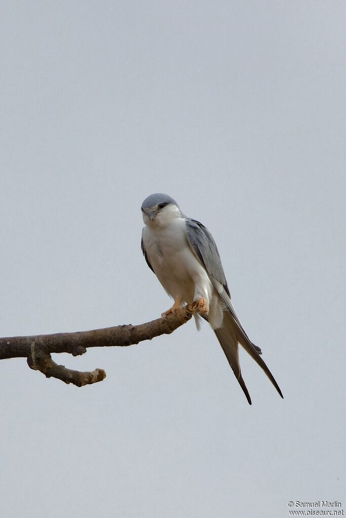 Scissor-tailed Kiteadult