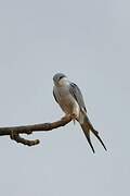 Scissor-tailed Kite