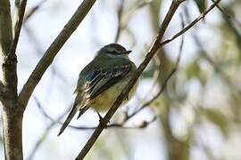 Forest Elaenia