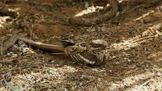 Long-tailed Nightjar