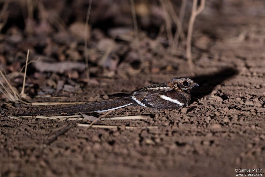 Long-tailed Nightjaradult