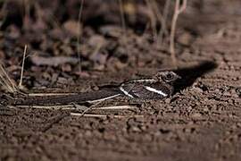 Long-tailed Nightjar