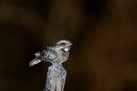 Jerdon's Nightjar