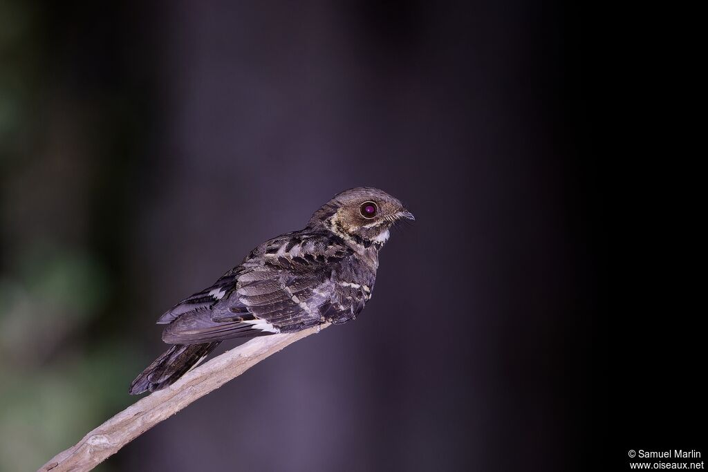 Jerdon's Nightjar